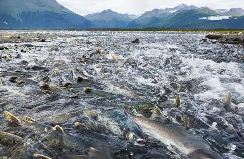 Spawning salmon Stock Photos