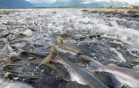 Spawning salmon Stock Photos