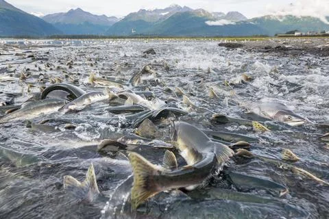 Spawning salmon Stock Photos