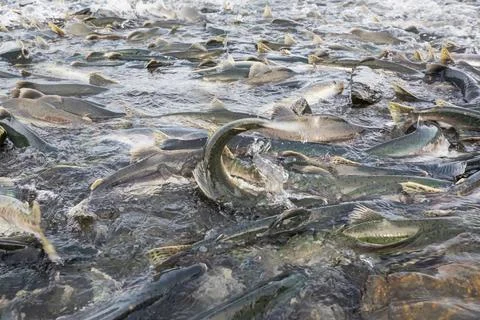 Spawning salmon Stock Photos