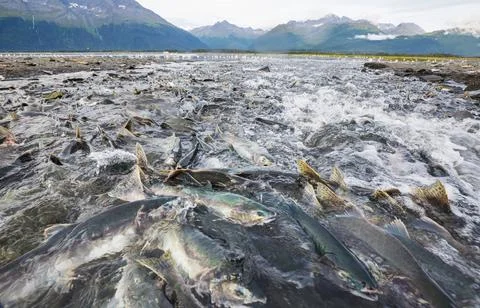 Spawning salmon Stock Photos