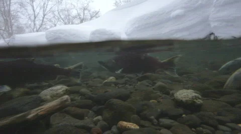 Spawning of a salmon. The salmon. Underwater shooting. Winter. Vídeo Stock 856148