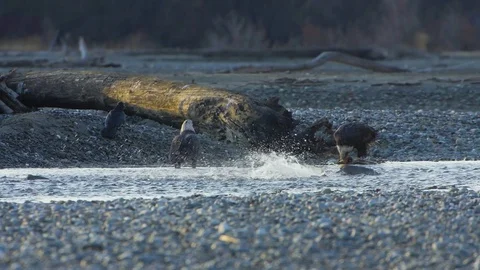 Spawning Salmon Sneaks Behind Distracted Eagle Splashing Slowmo HD Stock Footage 82191412