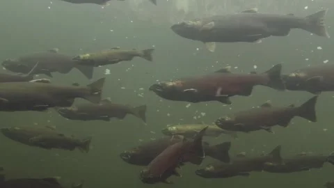 Spawning salmon in the Squamish river in South British Columbia, Canada. Vidéo 297875673
