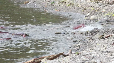 Spawning Salmon swimming Video stock 42332445