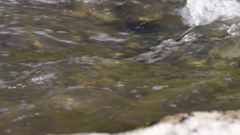 Spawning Salmon Swimming Upstream Stock Footage 336207094