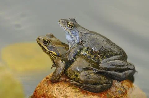 Spawning season of the frogs in the spring Stock Photos
