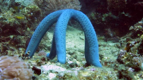 Spawning Seastar Stock Footage 141291786