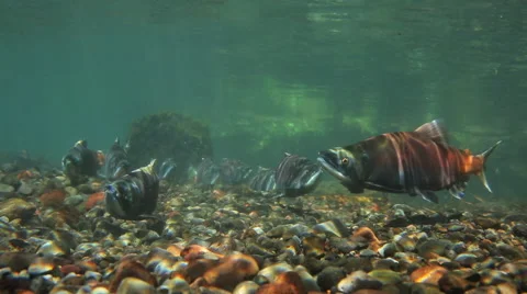 SPAWNING SOCKEYE SALMON BITES ANOTHER FISH – UNDERWATER Stock Footage 53340887