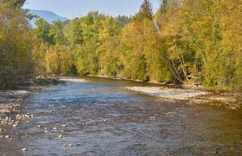 Spawning Sockeye Salmon in the Fall Stock Photos