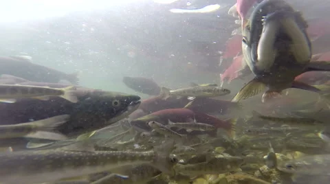 Spawning  Sockeye Salmon Stock-Footage 42120274