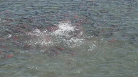 Spawning sockeye salmon Stock Footage 144965046