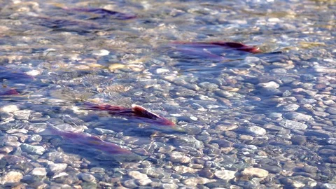 Spawning Sockeye Salmon Guarding Territory 4K UHD Stock Footage 105288565