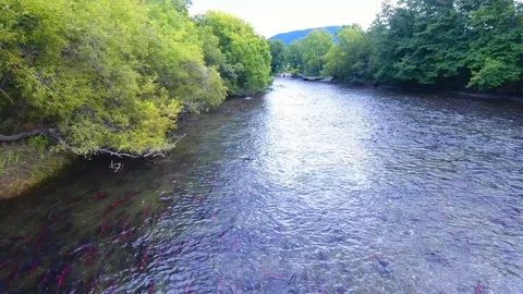 Spawning Sockeye Salmon Kamchatka august 2018 Stock Footage 119963538