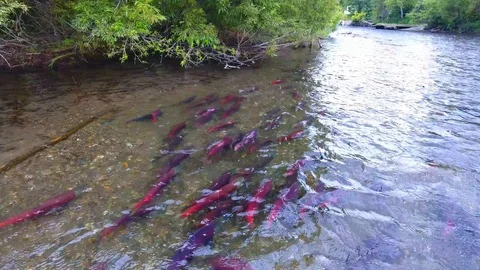 Spawning Sockeye Salmon Kamchatka august 2018 Vídeos de archivo 119963697