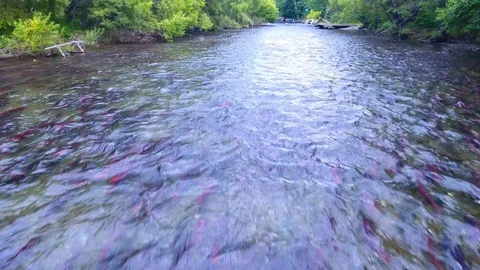 Spawning Sockeye Salmon Kamchatka august 2018 库存影片 119963768