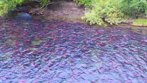 Spawning Sockeye Salmon Kamchatka august 2018 Stock Footage 119964290