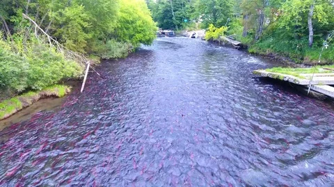 Spawning Sockeye Salmon Kamchatka august 2018 Vídeos de archivo 119964320