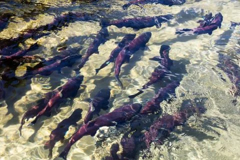 Spawning sockeye salmon Stock Photos