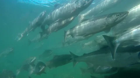 Spawning of sockeye salmon under water. Spawning of salmon. Stock Footage 77662588