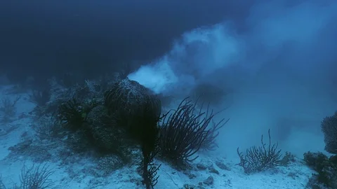 Spawning Sponge in underwater reef landscape, total shot, Indonesia Stock Footage 100638015