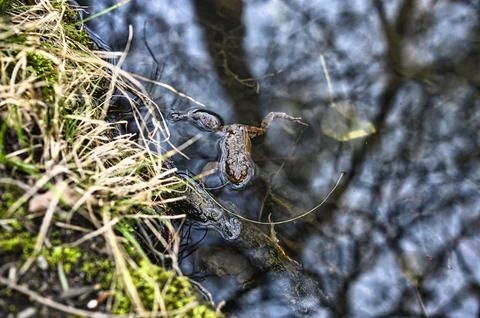 Spawning time for frogs Foto stock