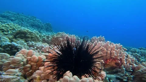 SPAWNING URCHIN Stock Footage 277919409