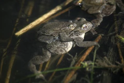 Spawning waters with frogs Stock Photos