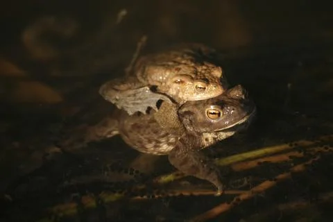 Spawning waters with frogs Stock Photos