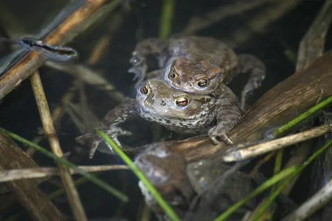 Spawning waters with frogs Stock Photos