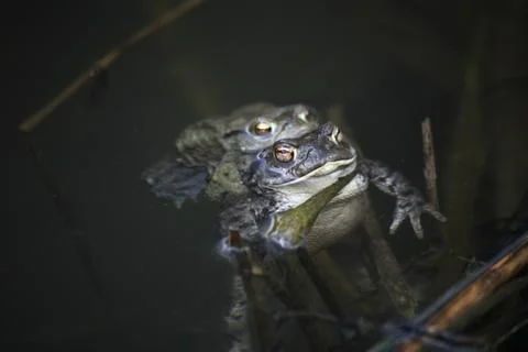 Spawning waters with frogs Stock Photos