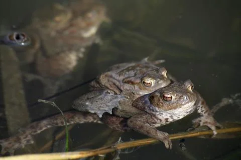 Spawning waters with frogs Stock Photos