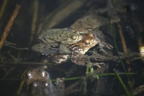 Spawning waters with frogs Stock Photos