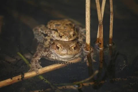 Spawning waters with frogs Stock Photos