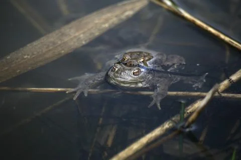 Spawning waters with frogs Stock Photos