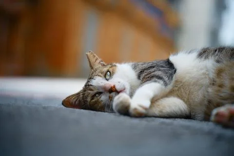 Spayed Stray Cat Lying on Taiwan Street Closeup Stock-Fotos
