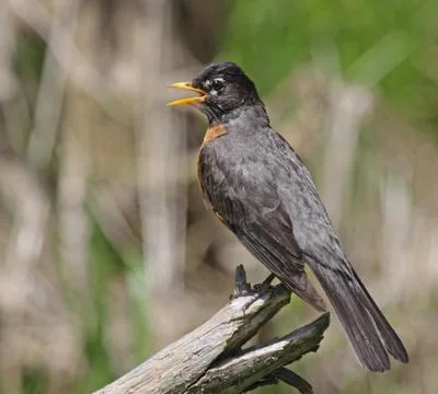 Speaking Robin Stock Photos