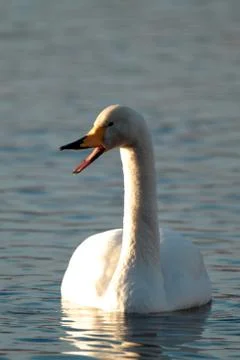 Speaking whooper Stock Photos