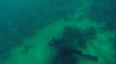 Spear fishing Stock Footage 22417845