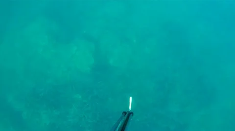 Spear fishing Video stock 22418101