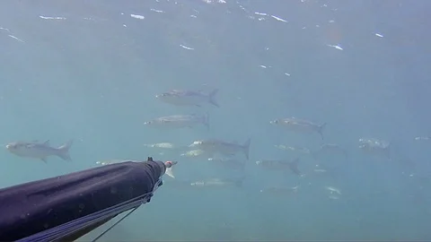 Spear Fishing Stock Video Footage
