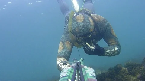 Spear Fishing sub immersion Stock Footage 86245329