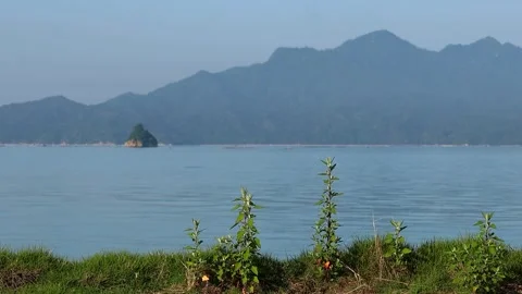 Spear-leaved orache overlooking World Heritage Miyajima and Seto Inland Sea,6AM Vidéo 339253078