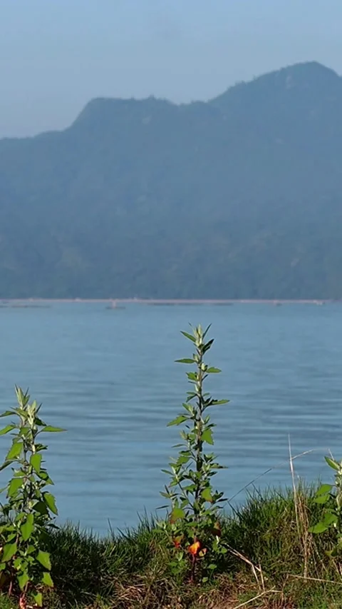 Spear-leaved orache overlooking World Heritage Miyajima and Seto Inland Sea,6AM Stock-Footage 339253083