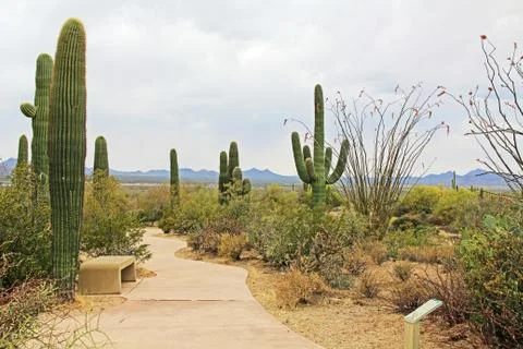 Spear Saguaro Cactus Along a Winding Path Stock Photos