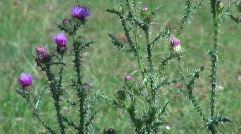 Spear thistle flowers in the wind, Cirsium vulgare, weed on pasture Stock Footage 35067949