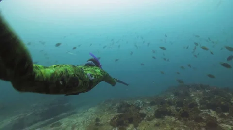 Spearfisherman Stock Footage 1097253