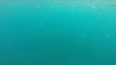 Spearfisherman surrounded by a school of fish Stock Footage 89359132