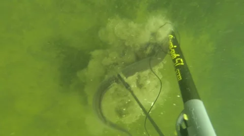 Spearfishing eel from the lake bottom Stock Footage 40906762