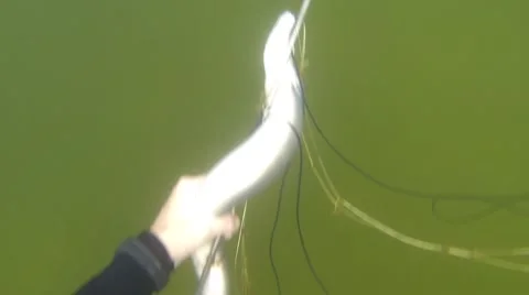 Spearfishing eel in the lake Stock Footage 40907469